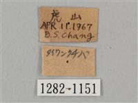 黑角六點天蛾藏品圖，第3張