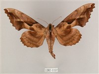 盾天蛾藏品圖，第1張