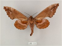 盾天蛾藏品圖，第2張