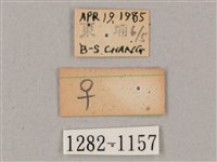 盾天蛾藏品圖，第3張