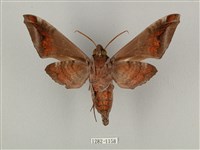 全緣缺角天蛾藏品圖，第2張