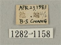 全緣缺角天蛾藏品圖，第3張