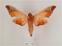 黑角六點天蛾藏品圖，第2張