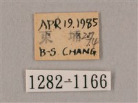 黑角六點天蛾藏品圖，第3張