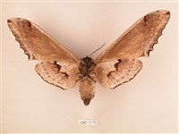 臺灣鋸翅天蛾藏品圖，第2張