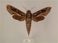 斜線天蛾藏品圖，第1張