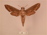 斜線天蛾藏品圖，第2張