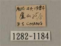 斜線天蛾藏品圖，第3張