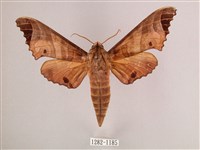 黑角六點天蛾藏品圖，第1張