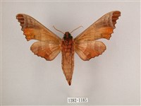 黑角六點天蛾藏品圖，第2張