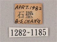 黑角六點天蛾藏品圖，第3張