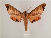 黑角六點天蛾藏品圖，第1張