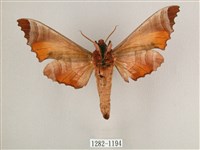 黑角六點天蛾藏品圖，第2張