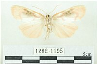 臺雪苔蛾藏品圖，第2張