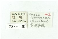 臺雪苔蛾藏品圖，第3張