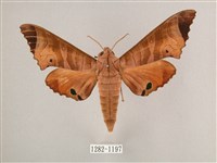 黑角六點天蛾藏品圖，第1張