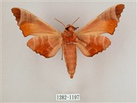 黑角六點天蛾藏品圖，第2張