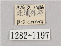 黑角六點天蛾藏品圖，第3張