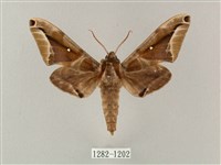 白點天蛾 藏品圖，第1張