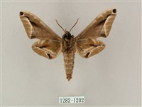 白點天蛾 藏品圖，第2張