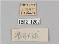 白點天蛾 藏品圖，第3張