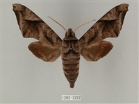 全緣缺角天蛾藏品圖，第1張