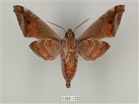 全緣缺角天蛾藏品圖，第2張