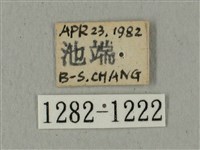 全緣缺角天蛾藏品圖，第3張