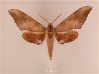 栗六點天蛾藏品圖，第1張