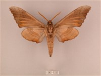 栗六點天蛾藏品圖，第2張