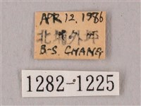 栗六點天蛾藏品圖，第3張