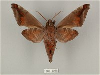 全緣缺角天蛾藏品圖，第2張