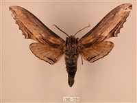 臺灣鋸翅天蛾藏品圖，第1張