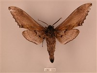 臺灣鋸翅天蛾藏品圖，第2張