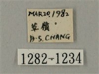 臺灣鋸翅天蛾藏品圖，第3張