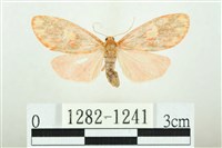 三色豔苔蛾藏品圖，第1張