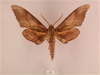 栗六點天蛾藏品圖，第1張