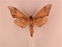 栗六點天蛾藏品圖，第2張