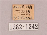 栗六點天蛾藏品圖，第3張