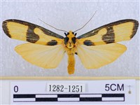 閃光苔蛾藏品圖，第1張