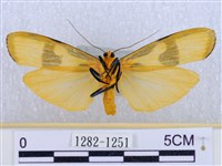 閃光苔蛾藏品圖，第2張