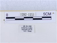 閃光苔蛾藏品圖，第3張