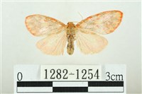 三色豔苔蛾藏品圖，第1張