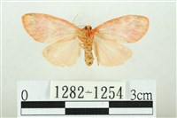 三色豔苔蛾藏品圖，第2張