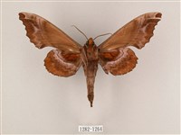 盾天蛾藏品圖，第2張