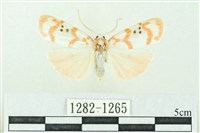 臺雪苔蛾藏品圖，第1張