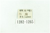 臺雪苔蛾藏品圖，第3張