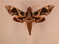 暗綠白腰天蛾藏品圖，第1張