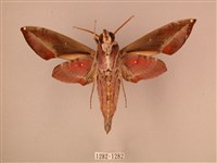 暗綠白腰天蛾藏品圖，第2張