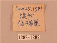 暗綠白腰天蛾藏品圖，第3張